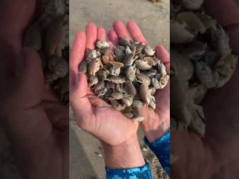 Catching Jumbo Sand Fleas #Shorts