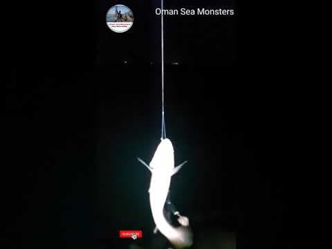 Night Fishing in Oman ! Best fishing place