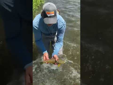 Hopper eating brown trout #shorts