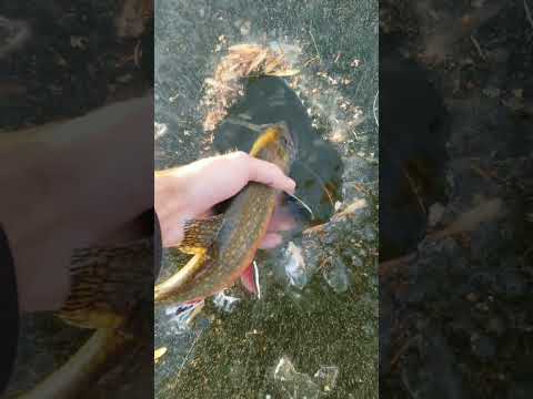 brook trout first ice of 2022