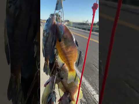Bluegills Sacramento ca