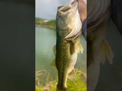 4lb largemouth bass caught in Puerto Rico 🇵🇷 while peacock bass fishing. I’ll take it!