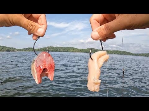 Cut Bait vs. Chicken | Which Bait Catches More BIG Fish???