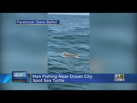 Man Fishing Near Ocean City, Maryland Catches Glimpse Of Sea Turtle Swimming Nearby