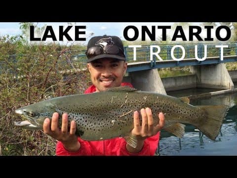 Easy Fishing? Big Lake Ontario Brown Trout - Toronto Shore Fishing - Look what we found swimming!