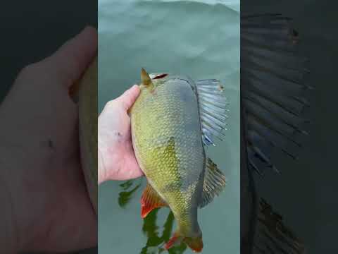 Perchzilla😈 #perch #abborre #fishing