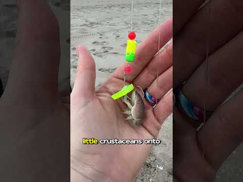 Let’s use sand fleas to catch dinner! #fishing #florida #outdoors #beach