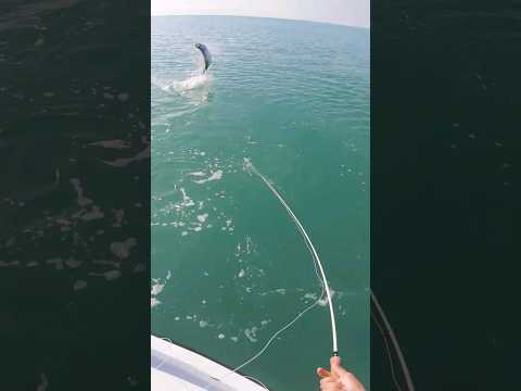 Catching my First Ever Tarpon