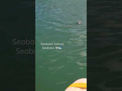 Una pequeña lubina sigue a la otra 👀🐟
