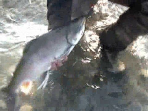 More tremendous trout on the Kenai in AK, with bonus...