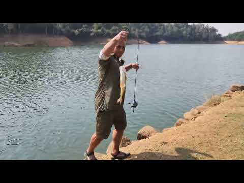 Hampala fish from Shing mun reservoir. #hampala #hongkong