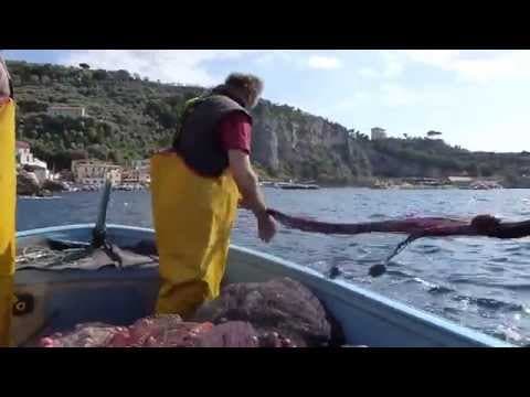 Fishing Sorrento
