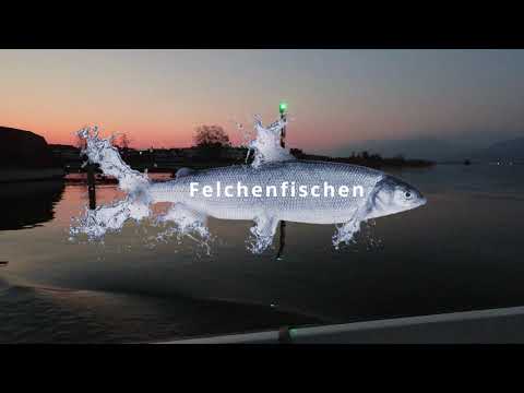 Felchenfischen Zürichsee