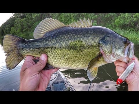 Spook Fishing Some Evening Largemouth