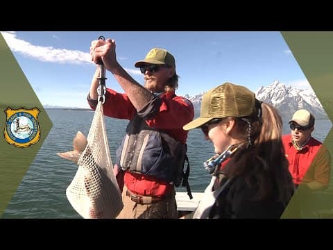 Jackson Lake Trout Study