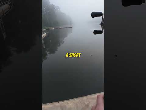The $20 Bass Pro Shops Glidebait has a CRAZY Action #bassfishing #shorts