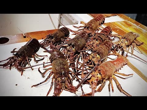 How To Catch Spiny Lobster in California