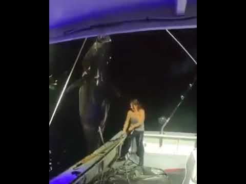 1000 pound bluefin tuna landed solo by Michelle Bancewicz Cicale