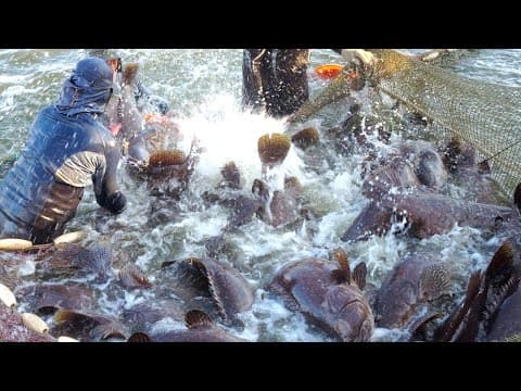 거대합니다 ! 몸통만한 거대한 그루퍼 양식장, 그루퍼 요리 | Giant Grouper, Grouper Farm, Cooking | Taiwanese Street Food