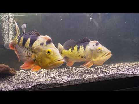 breeding behavior peacock bass