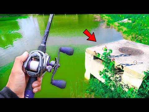 This POND is LOADED w/ Bass! (Bank Fishing)