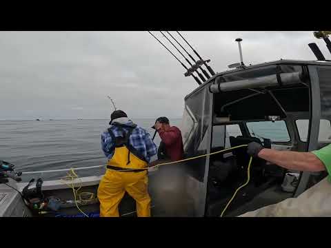 Landing a huge Halibut out of Westport, Wa  5/2022