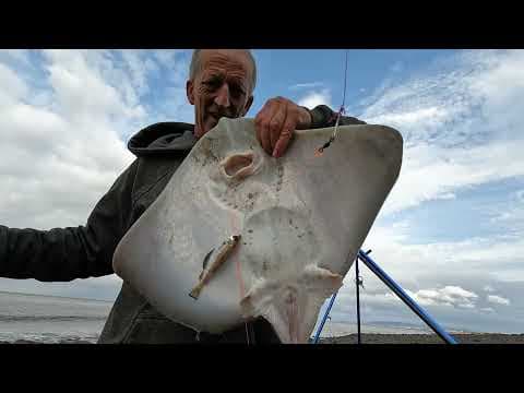 WHITE MARK 25 8 24 #seafishinguk #minehead #bristolchannel