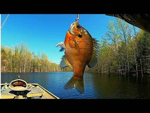 &quot;Fast way to catch loads of bream&quot;   |   Bream fishing