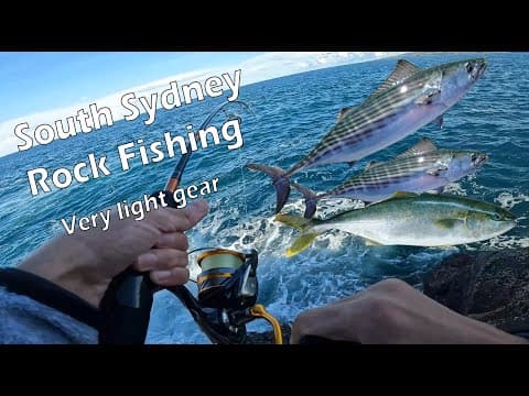 Bonnies and Insane Kingfish fight on Light Gear - South of Sydney