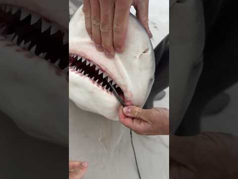 BULL SHARK! How to dehook a shark by HAND! #sharks #fishinglife