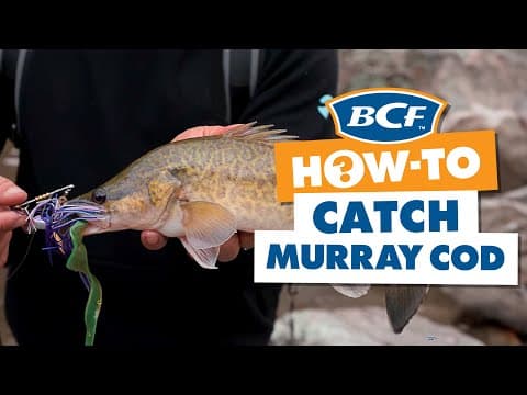 How to Catch Murray Cod