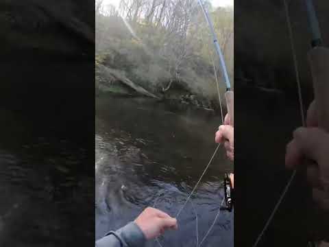 Dry Fly Trout Action Big Gunpowder Falls | #fishing #fish #flyfishing