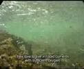 Finding fish