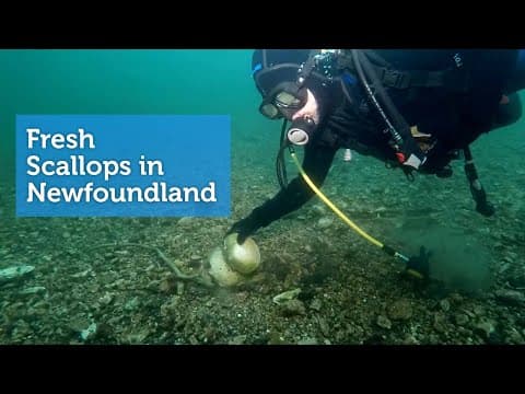 Fresh Scallops in Newfoundland