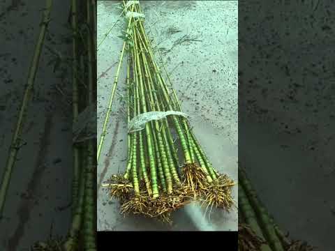 bamboo fishing rod making #fishing#diymakingfishingrod#hunting