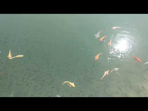 Fish in Tai Tam Byewash Reservoir, Hong Kong