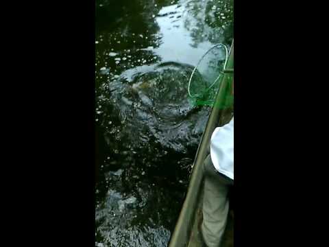 Ian akron Ohio carp fishing with Adam and matt