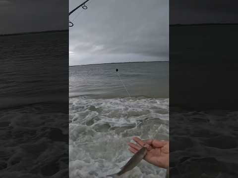 Easiest way to catch redfish off the beach