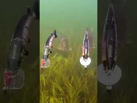 Hard choice: 2 pike vs 2 lures. #short #new #fishing