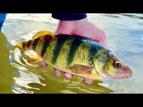 Mississippi River JUMBO Perch Fishing! - Wisconsin&#39;s BEST Perch Fishing Location!