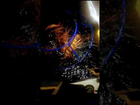 Catalina Island lobster hoop netting #catalina island #lobster #hoopnetting