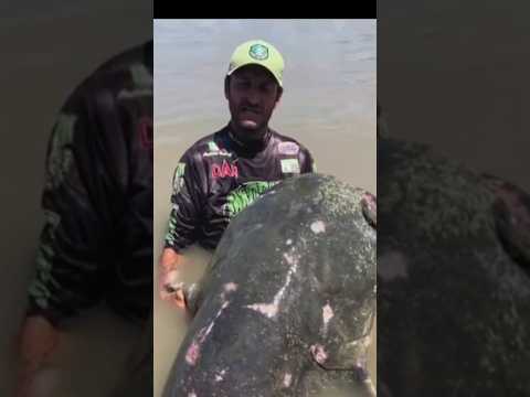 😱Worlds biggest catfish caught in Italy.   #News #Reuters #newsfeed  #italy #fish #catfish