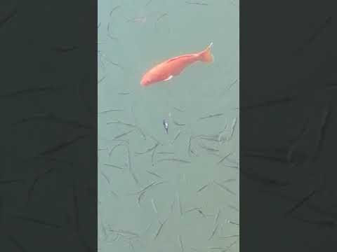 Koi fish found in Tai Tam Reservoir in Hongkong.. Be amazed