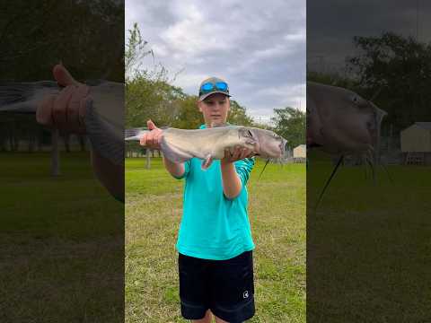I went catfishing with turkey as bait! #fishing #shorts