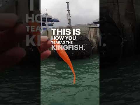 Pitching lures 🎣 for Topwater #kingfish🐟 #bustups 🙌
