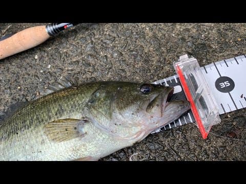 Bass Fishing in Hong Kong #3
