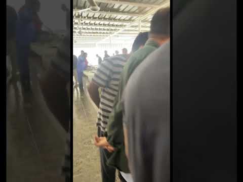 Fish market muscat al sharadi #alsharadi #muscat #oman #fishmarket
