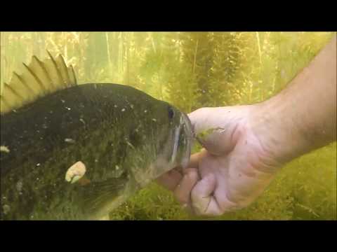 Topwater Madness at Rancho Murieta.