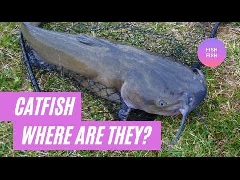 Where are the Catfish on Bull Shoals Lake???