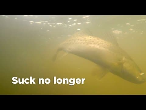 Why do I suck at catching speckled trout in deep water?